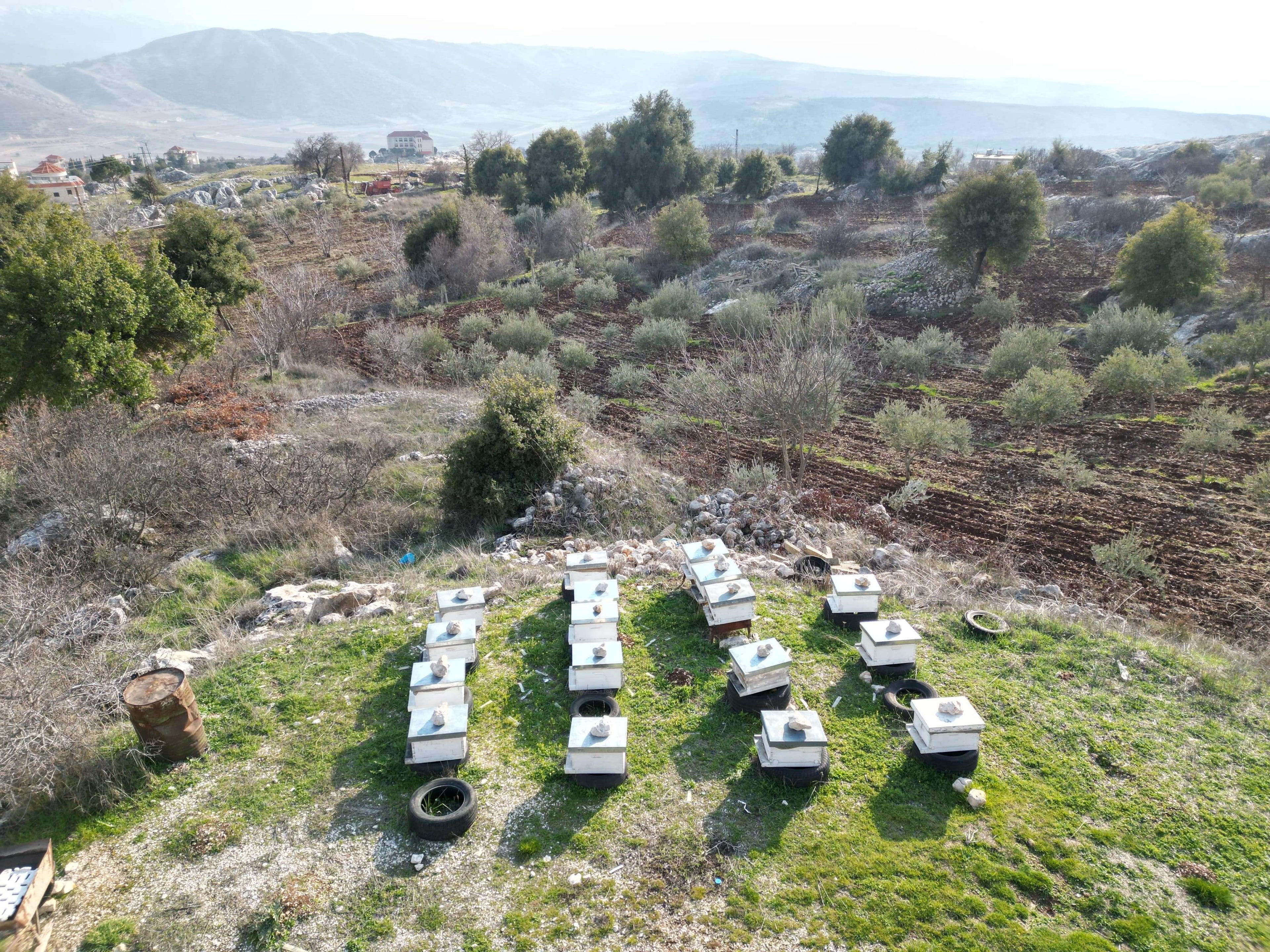 A serene Lebanese mountain landscape with Royal Hive's traditional beekeeping boxes, producing pure, raw honey in a natural, untouched environment